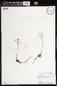 Drosera intermedia image