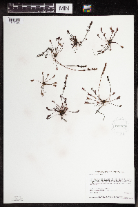 Drosera intermedia image