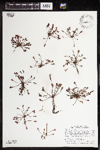 Drosera intermedia image