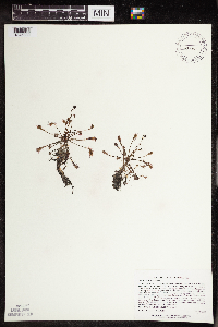 Drosera intermedia image