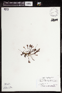 Drosera intermedia image