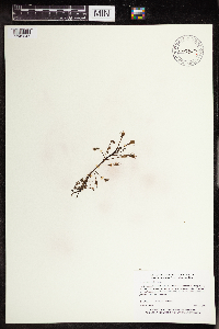 Drosera intermedia image