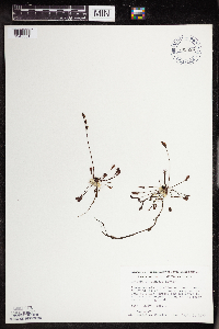 Drosera intermedia image