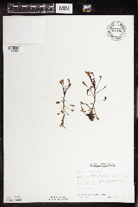 Drosera intermedia image