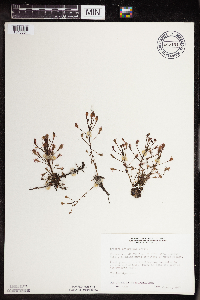 Drosera intermedia image