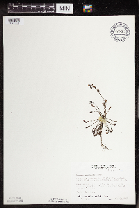 Drosera intermedia image