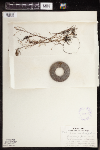 Drosera intermedia image