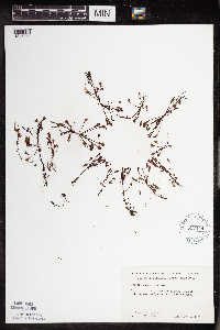 Drosera intermedia image