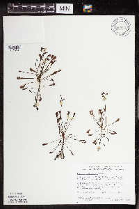 Drosera intermedia image