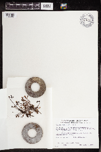 Drosera intermedia image