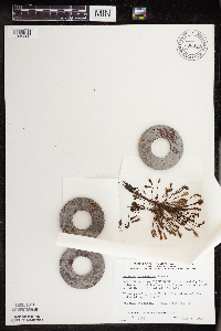 Drosera intermedia image