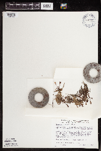 Drosera intermedia image