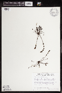 Drosera intermedia image