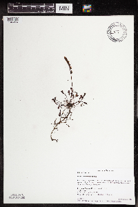 Drosera intermedia image