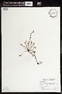Drosera intermedia image