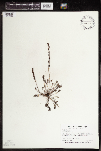 Drosera intermedia image