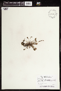 Drosera intermedia image