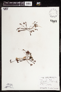 Drosera intermedia image