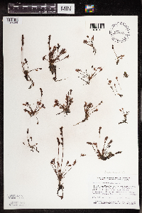 Drosera intermedia image