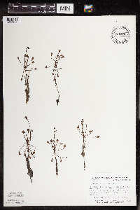 Drosera intermedia image