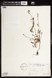 Drosera intermedia image