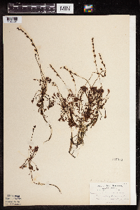 Drosera intermedia image