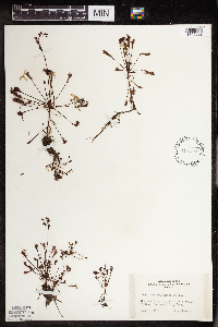 Drosera intermedia image