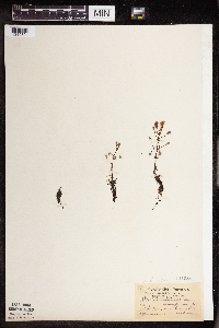 Drosera intermedia image