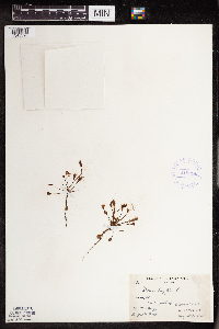 Drosera intermedia image