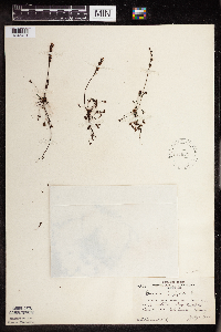 Drosera intermedia image