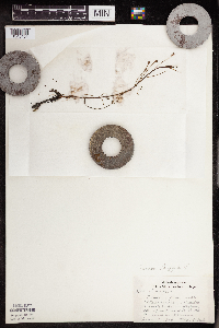 Drosera intermedia image