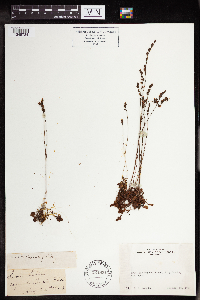 Drosera rotundifolia image