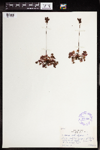 Drosera rotundifolia image
