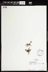 Drosera rotundifolia image