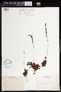 Drosera rotundifolia image