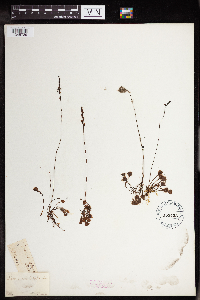 Drosera rotundifolia image