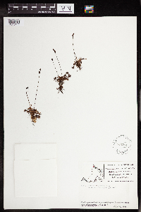 Drosera rotundifolia image