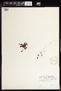 Drosera rotundifolia image