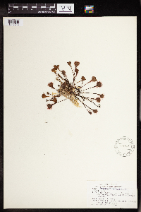 Drosera rotundifolia image