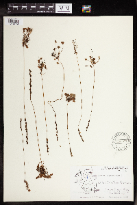 Drosera rotundifolia image
