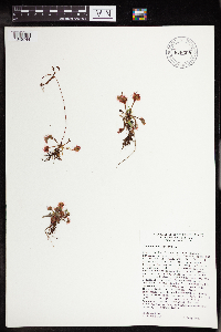 Drosera rotundifolia image