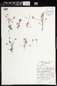 Drosera rotundifolia image