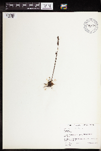 Drosera rotundifolia image