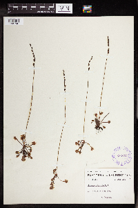 Drosera rotundifolia image