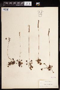 Drosera rotundifolia image