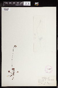 Drosera rotundifolia image