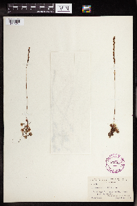 Drosera rotundifolia image