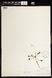 Drosera rotundifolia image