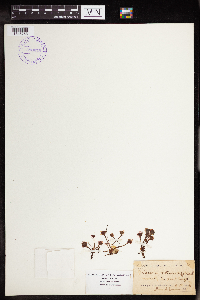 Drosera rotundifolia image