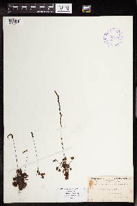 Drosera rotundifolia image